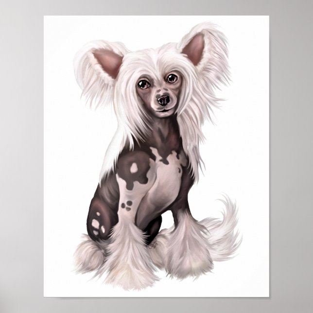 Póster Chinese Crested Hairless Sit (Frente)