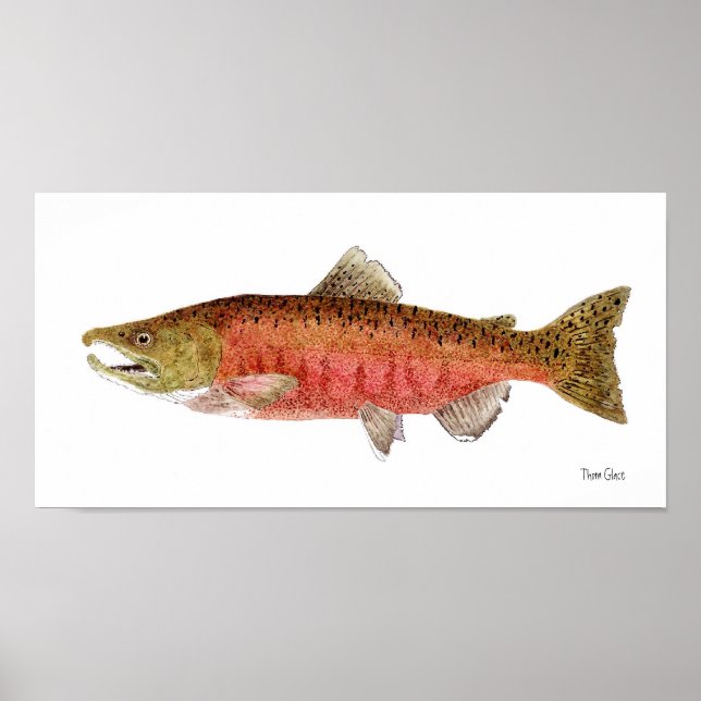 Póster Chinook Salmon con vestido de desove (Frente)
