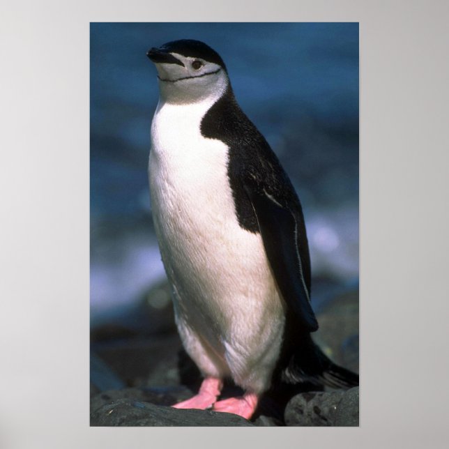 Póster Chinstrap Penguin (Frente)