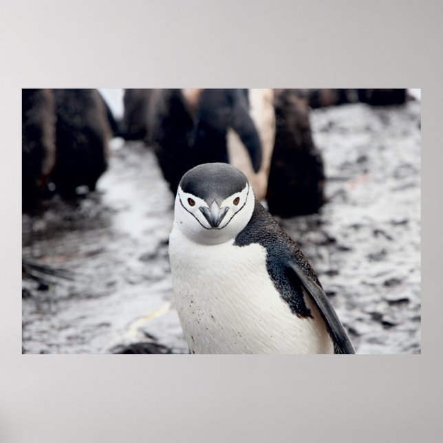 PÓSTER CHINSTRAP PENGUIN (Frente)