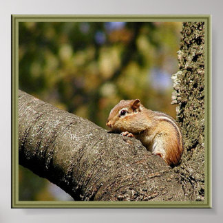 Póster ¿Chip o Dale?