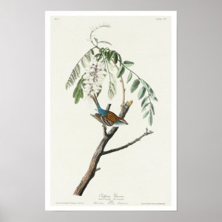 Póster Chip Sparrow por el Poster Audubon