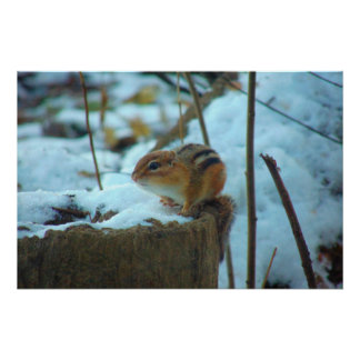 Póster Chipmonk en la nieve