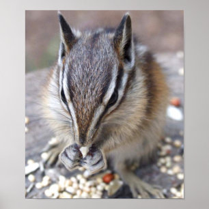 Póster Chipmunk