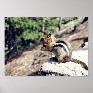 Póster Chipmunk