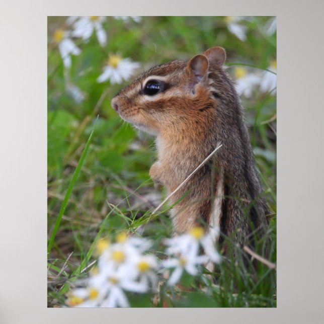 Póster Chipmunk Adorable en flores (Frente)
