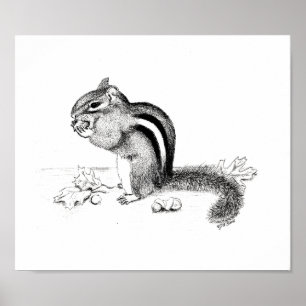 Póster Chipmunk and Acorns