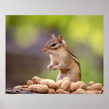 Chipmunk con cacahuetes