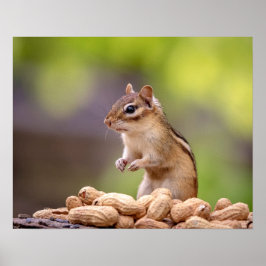 Póster Chipmunk con cacahuetes