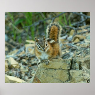 Póster Chipmunk en el Parque Nacional Glaciar
