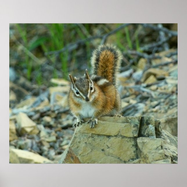Póster Chipmunk en el Parque Nacional Glaciar (Frente)