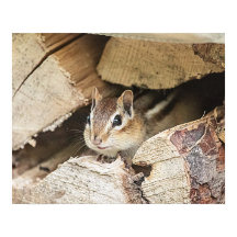 Chipmunk en una pila de madera