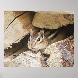 Póster Chipmunk en una pila de madera