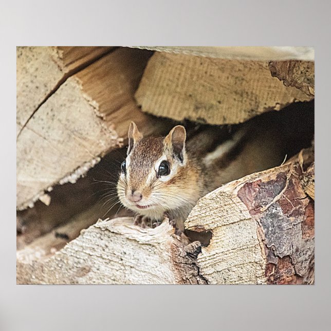 Póster Chipmunk en una pila de madera (Frente)