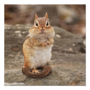 Póster Chipmunk gordo y mullido lindo