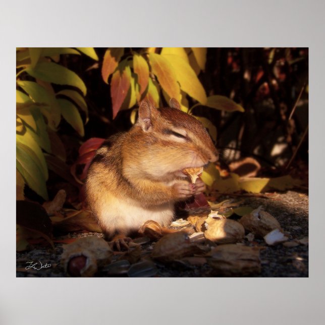 Póster Chipmunk - Imprimir (Frente)