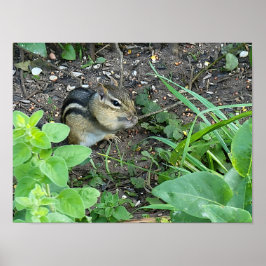 Póster Chipmunk Photo In The Garden Eating Seeds