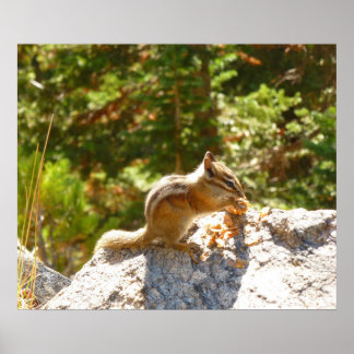 Póster Chipmunk Rocky Mountain