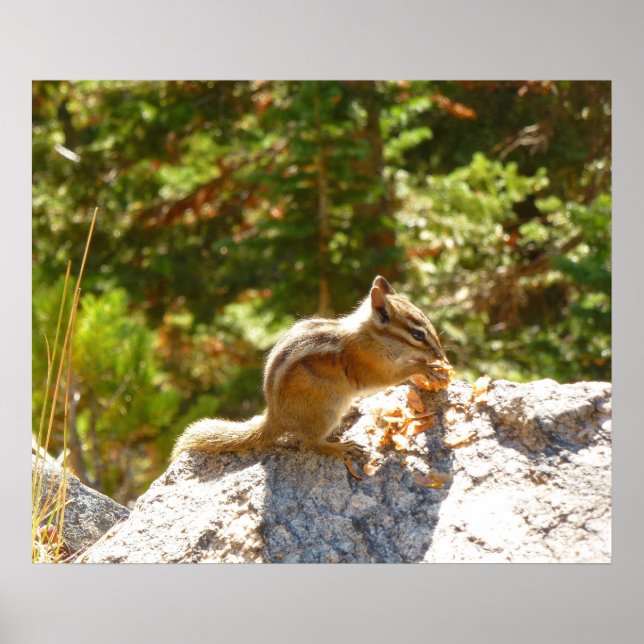 Póster Chipmunk Rocky Mountain (Frente)