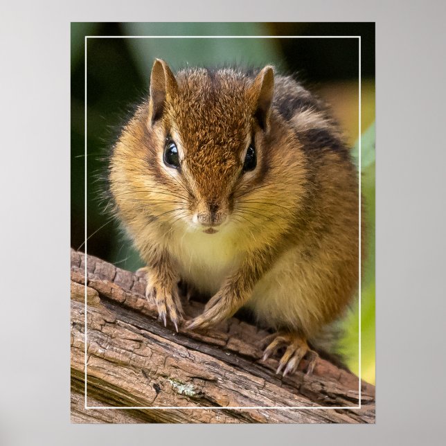Póster Chipmunk Stare (Frente)