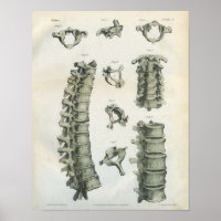 Chiropráctica de la columna cervical y torácica