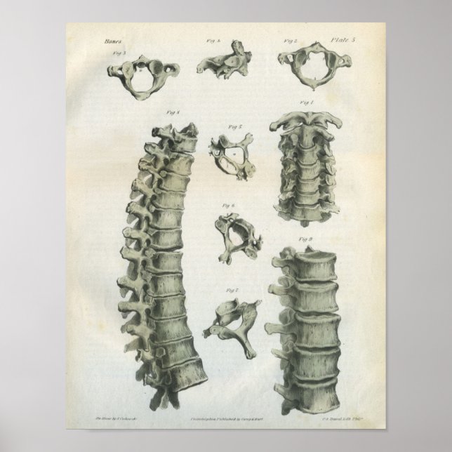 Póster Chiropráctica de la columna cervical y torácica (Frente)
