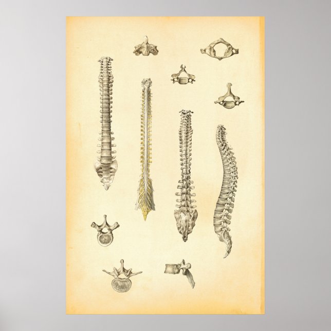 Póster Chiropráctica Poster de anatomía de vertebras y es (Frente)