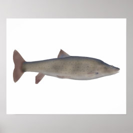 Póster Chirruh Snowtrout