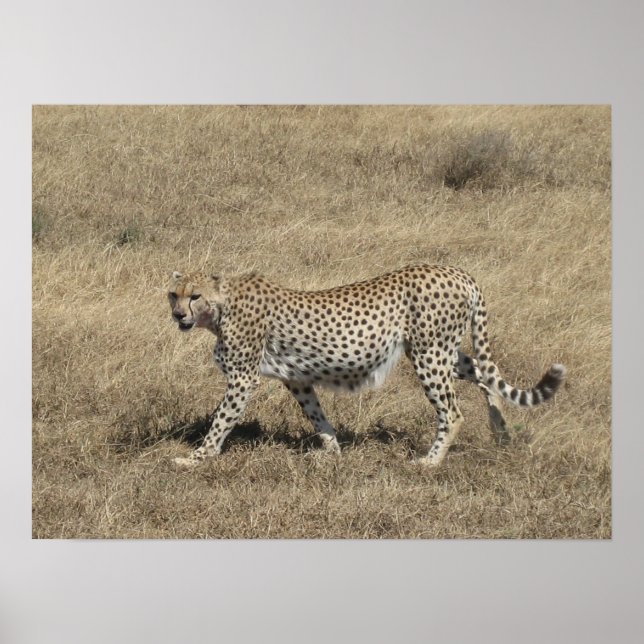 Póster Chita 20x15" (Frente)
