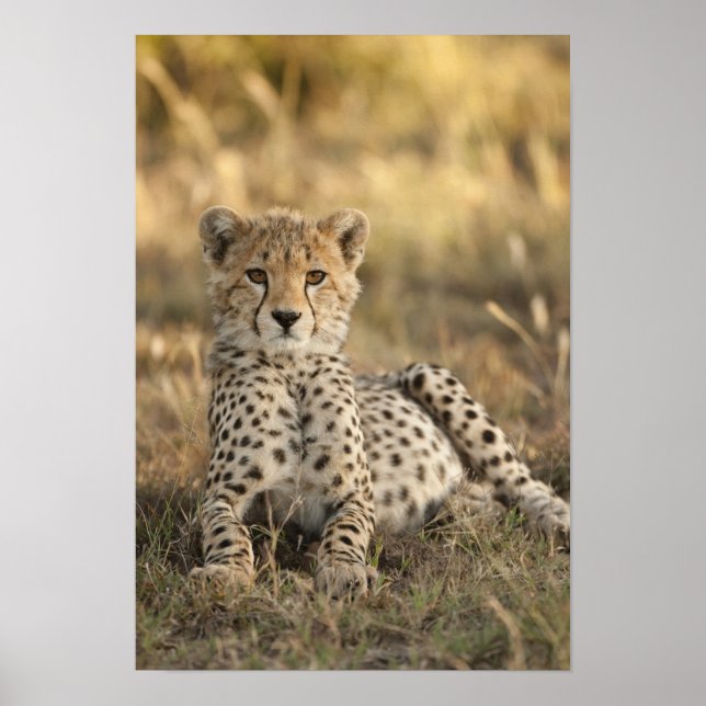 Póster Chita, Acinonyx jubatus, cachorro tendido abajo (Frente)