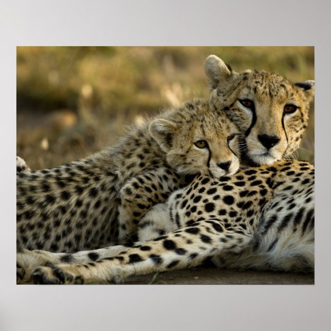Póster Chita, Acinonyx jubatus, con cachorro en Masai 2 (Frente)