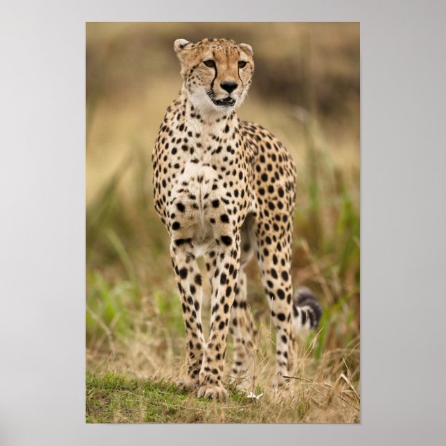 Póster Chita, Acinonyx jubatus, en Masai Mara (Frente)