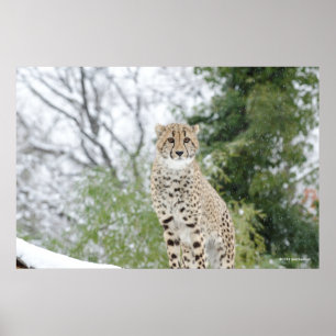 Póster Chita en la nieve