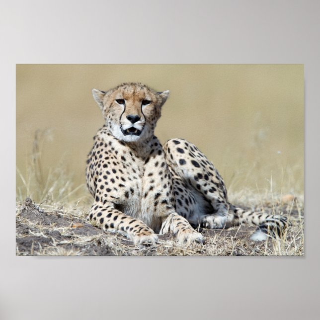 Póster Chita en Masai Mara en Kenia. Foto (Frente)