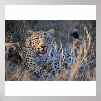 Póster Chita relajante