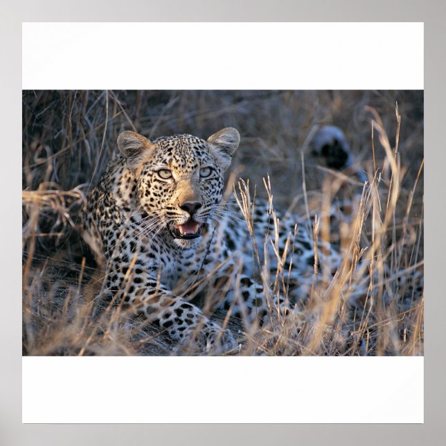 Póster Chita relajante (Frente)