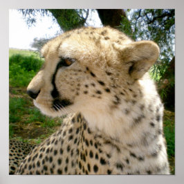 Póster Chitas de gatos salvajes de Safari de la jungla af