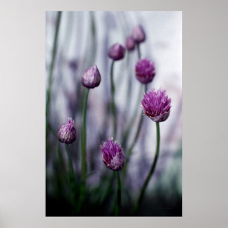 Póster Chives en flor