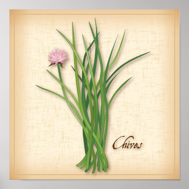 Póster Chives Herb Poster (Frente)