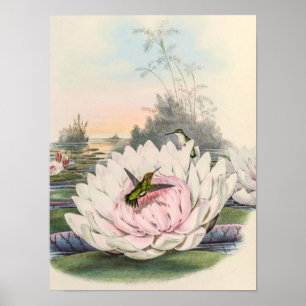 Póster Chlorostilbon Portmanni por John Gould
