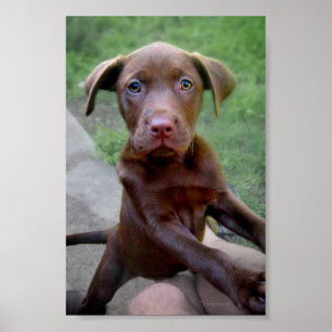 Póster Chocalate Labrador Pittie Cuppy Explorando