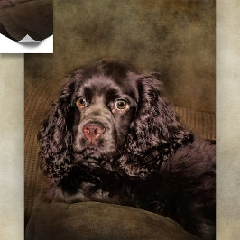 Póster Chocolate Cocker Spaniel Poster