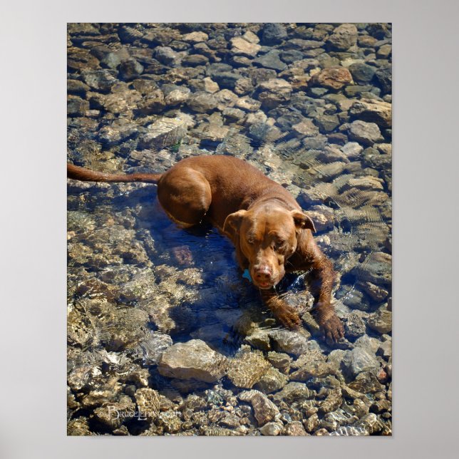 Póster Chocolate Lab Mezcla De Perro En Las Rocas (Frente)