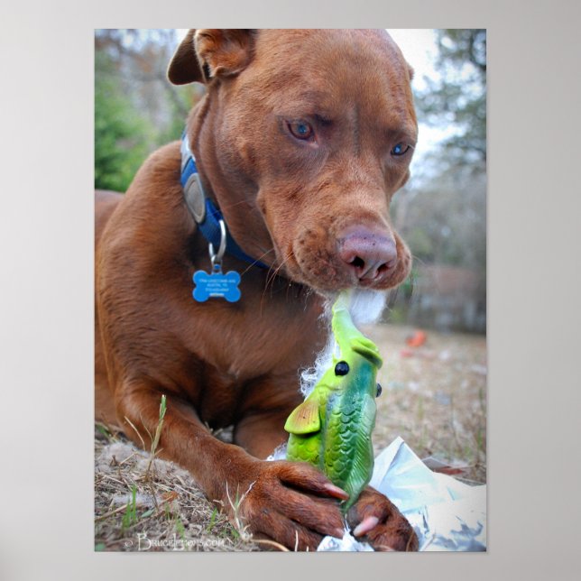 Póster Chocolate Lab Pit Mix Dog and Toy (Frente)