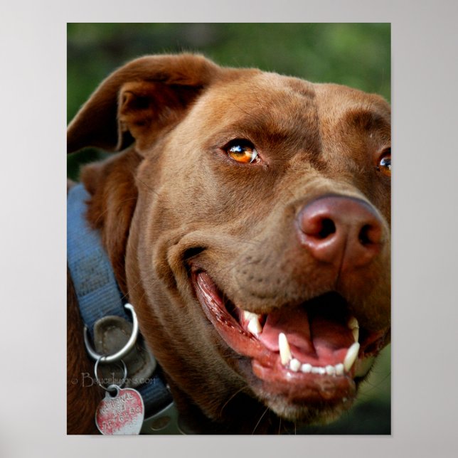 Póster Chocolate Lab Pit Mix Dog Happy Smile (Frente)