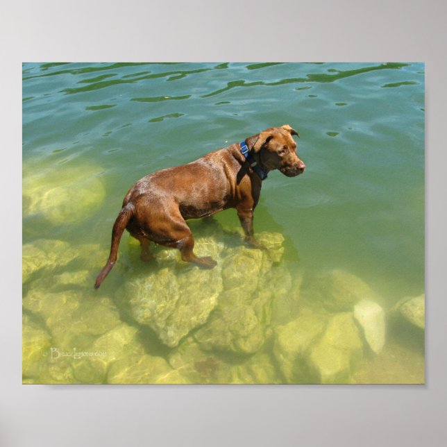 Póster Chocolate Lab Pit Mix Dog Natación (Frente)