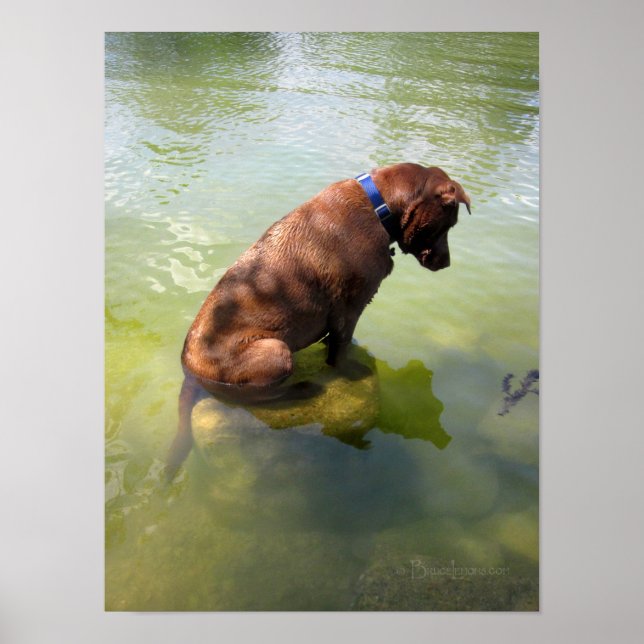 Póster Chocolate Lab Pit Mix Dog Ping 3 (Frente)