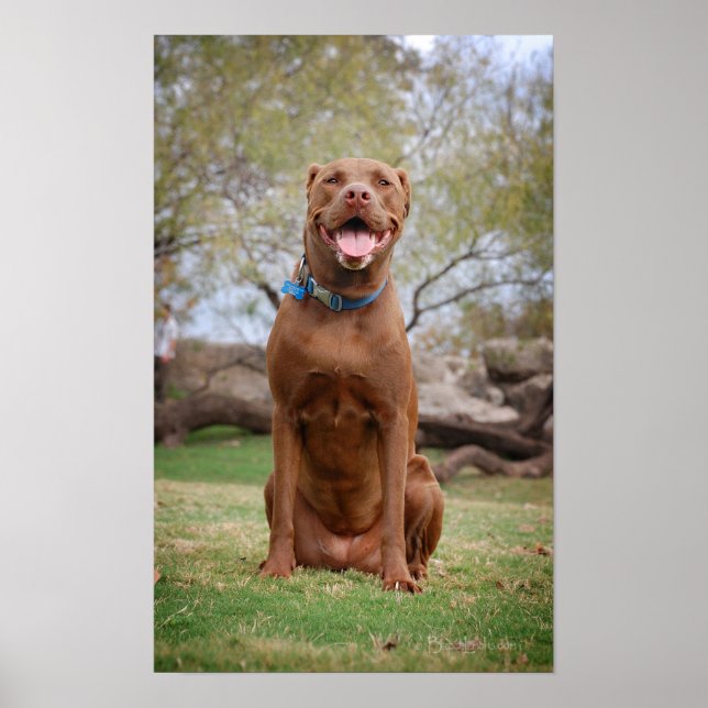 Póster Chocolate Lab Pit Mix Dog Smiling 2 (Frente)