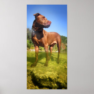 Póster Chocolate Lab Pit Mix Dog Wading