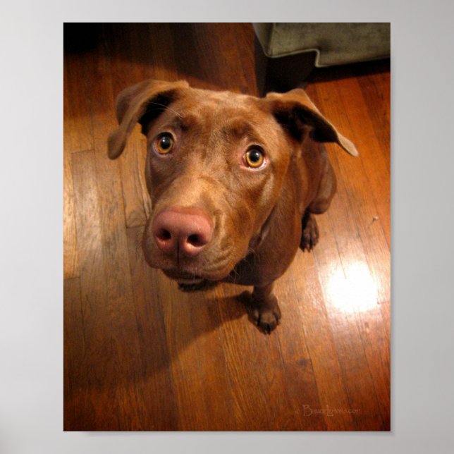 Póster Chocolate Lab Pit Puppy Puppy Look (Frente)